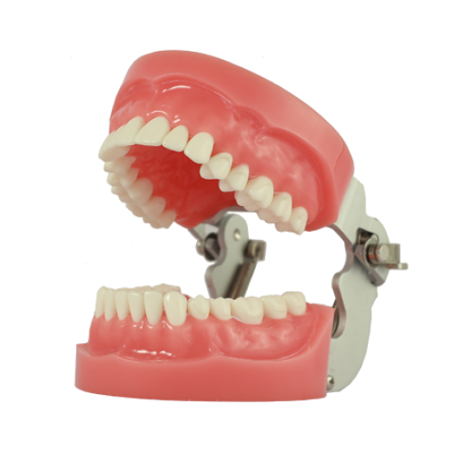 DENTAL STUDY MODEL